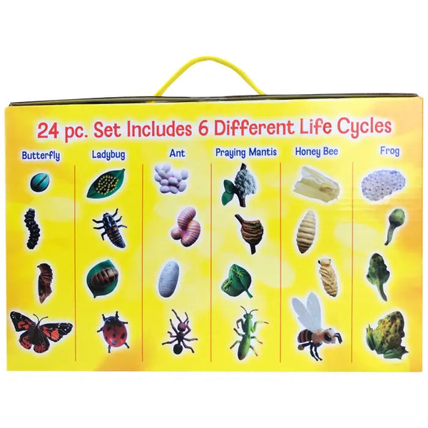 Insect Lore Life Cycle Figurines, 24 Piece Set (ILP 2205)