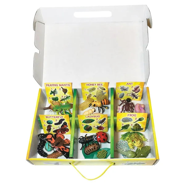 Insect Lore Life Cycle Figurines, 24 Piece Set (ILP 2205)